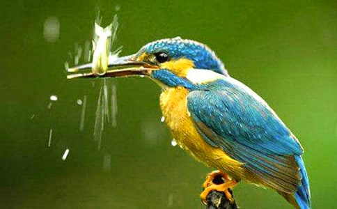 小學(xué)《翠鳥》語文教學(xué)反思(精選17篇)