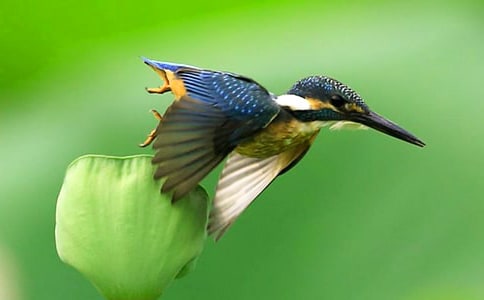 小學(xué)《翠鳥》語文教學(xué)反思(9篇)