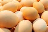 關(guān)于描述雞蛋的`名言名句