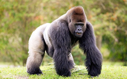 黑熊與猩猩的兒童寓言故事