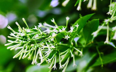 �茑ҹ�������ӛ