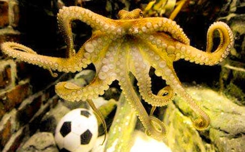 章魚小丸子的做法推薦