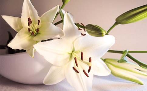 關(guān)于百合花作文