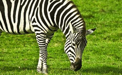 �ɐ�(��i)��С���R����