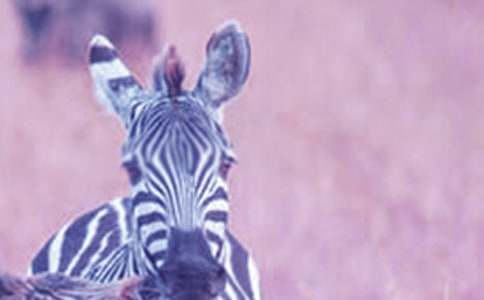 �ҺͰ��R��С�W(xu��)����