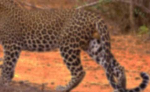 ����ʷ��Ƥ���ӂ�����Ԋ(sh��)��ԭ�ĺͷ��g