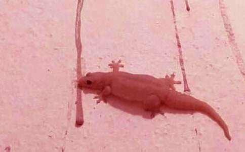 �茑�ڻ�����[����13ƪ]