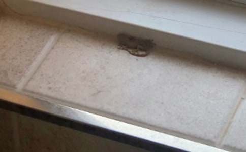 傻貓與壁虎四年級(jí)小學(xué)生作文