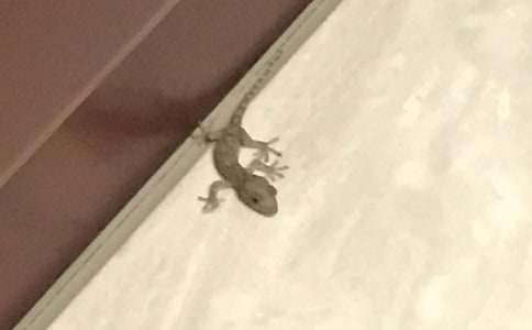 關于壁虎的觀察作文400字(精選25篇)