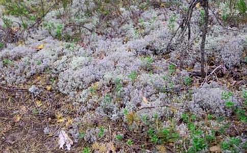 為什么夏天那么熱還會(huì)下冰雹閱讀答案