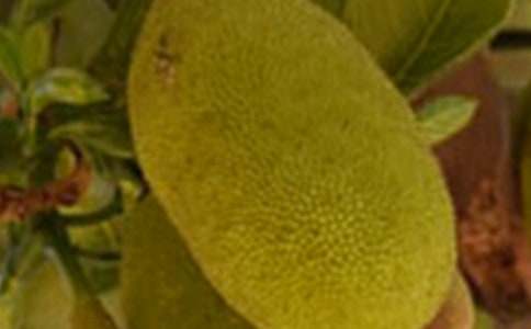 切菠蘿蜜作文300字