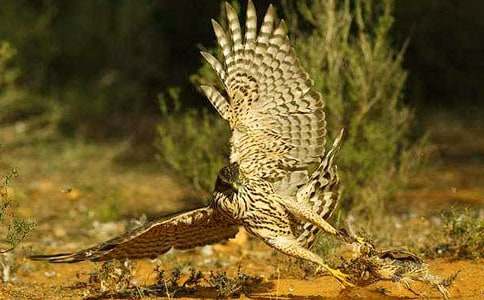 蒼鷹作文600字八篇