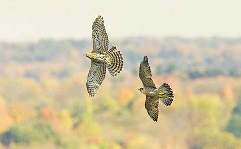 蒼鷹作文600字8篇