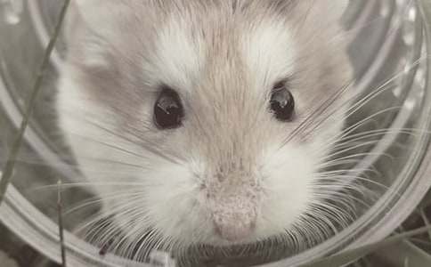 �茑С�}(c��ng)�����ģ����x24ƪ��