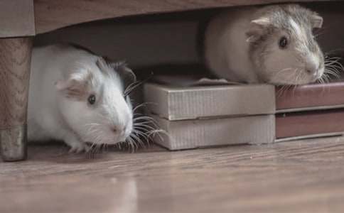 ����ϲ�۵�С�}�����꼉��������500��