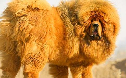 藏獒作文400字(通用36篇)