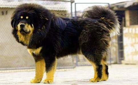 藏獒作文600字4篇