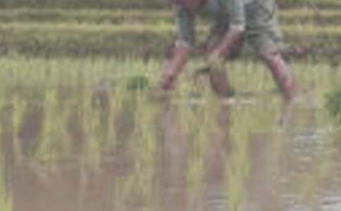 學(xué)插秧作文800字