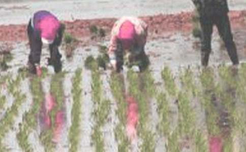 插秧作文400字(精選25篇)