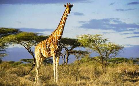 長頸鹿的煩惱作文