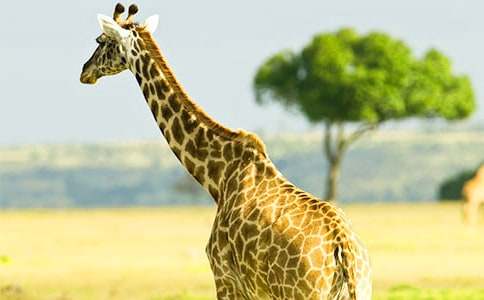 長(zhǎng)頸鹿繪畫(huà)教案