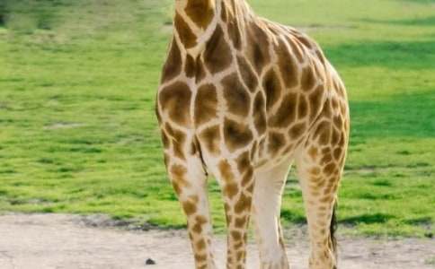 關(guān)于描寫(xiě)長(zhǎng)頸鹿外貌的作文(通用20篇)