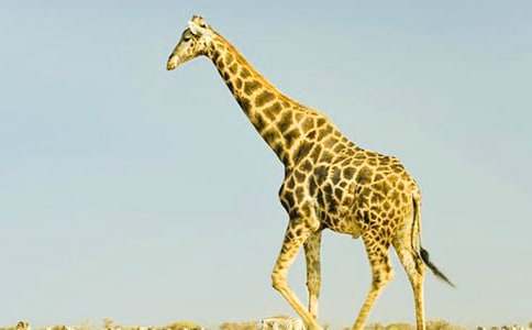 作文我的長頸鹿