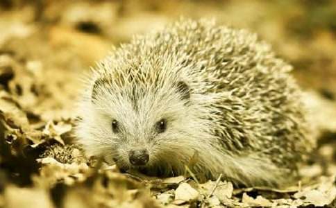 狐貍和刺猬小學(xué)作文