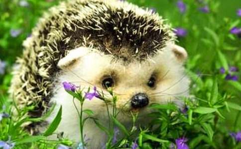 �Ǻʹ�⬵Ĺ������ģ�ͨ��17ƪ��