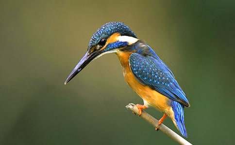 描寫翠鳥的作文(通用34篇)