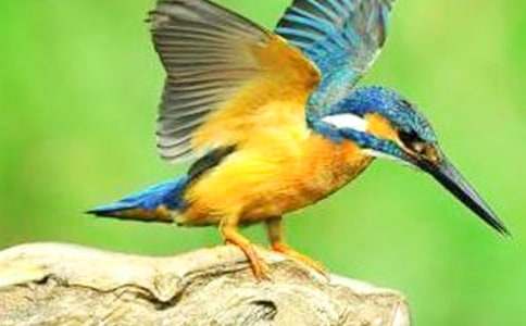 ★翠鳥危機(jī)作文