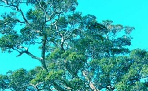 借物抒情的作文600字:仰望大樹(shù)(精選27篇)