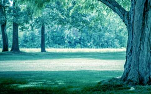 我心中的一棵大樹作文600字