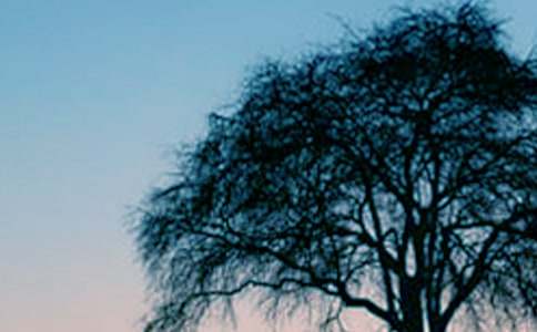 仰望大樹(shù)初中作文600字(精選21篇)