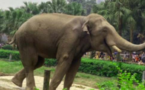 螞蟻遇到大象作文兩篇