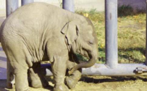 熱心助人的大象作文