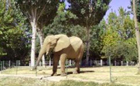 狼和大象作文11篇