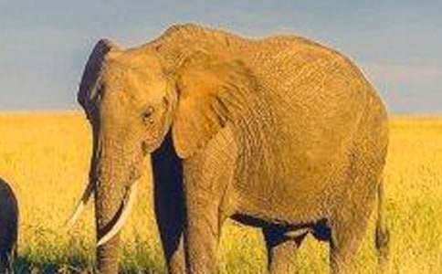 我的郵箱里有群大象的作文