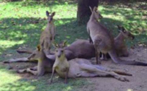 小白兔救小袋鼠作文