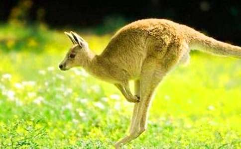 袋鼠作文400字7篇