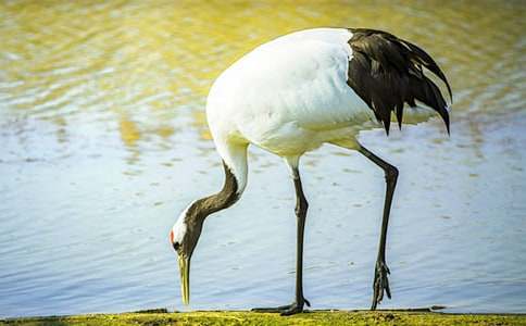 抒情散文:有一只丹頂鶴輕輕地飛過