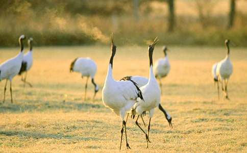 一只丹頂鶴的經(jīng)歷作文