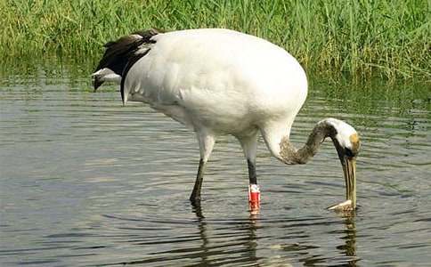 丹頂鶴作文300字四篇