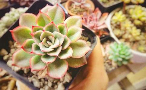 �茑���������