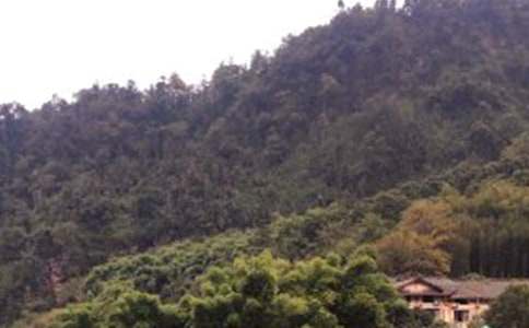 ��üɽ��������