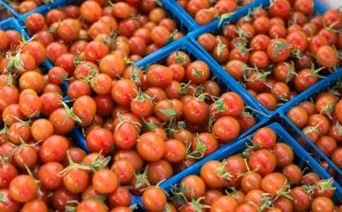 我的番茄鐘三年級作文