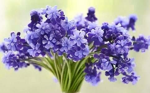 風(fēng)信子作文(合集15篇)