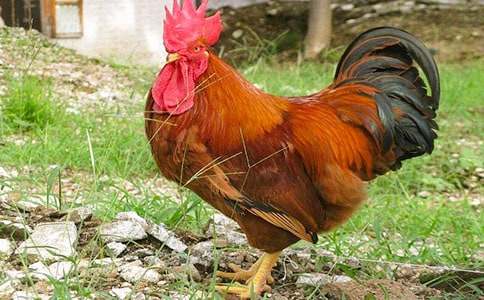 描寫大公雞的作文