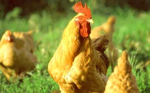 �����Ĵ��u���ģ����x20ƪ��