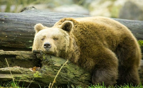 精選狗熊作文500字4篇